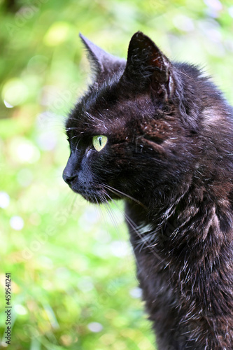Schwarze Katze Portrait Kopf