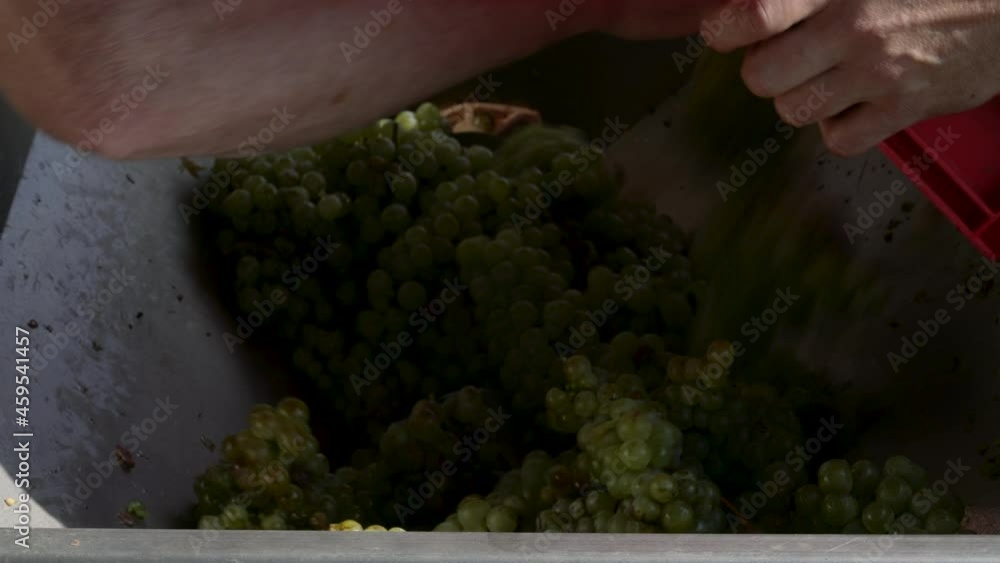 White grapes going through a grape crusher. Man is loading bunches of