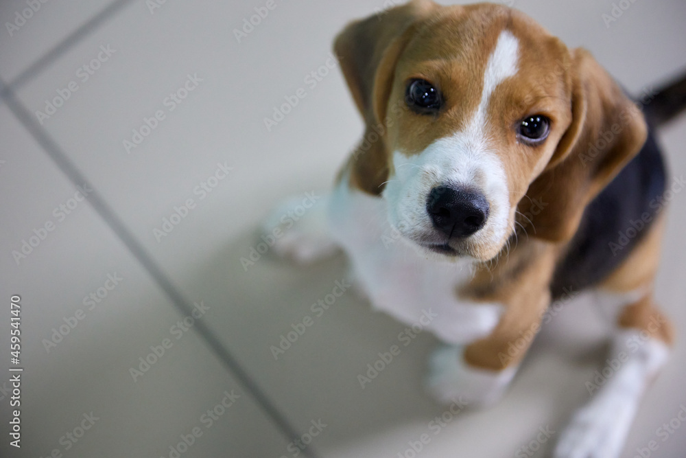 Funny beagle puppy is sitting on the tile floor with its paws spread apart and staring up intently