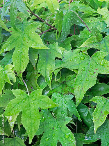 Hojas verdes con gotas de agua