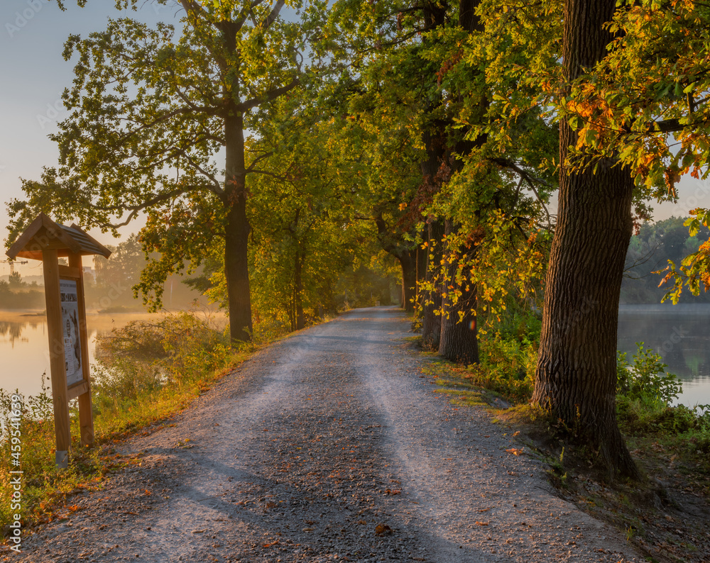 Naklejka premium Color morning south Bohemia alley with leaf trees