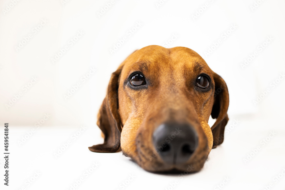 Portrait of a dachshund with swollen cheeks on a white background. Portrait of a dachshund with swollen cheeks on a white background.