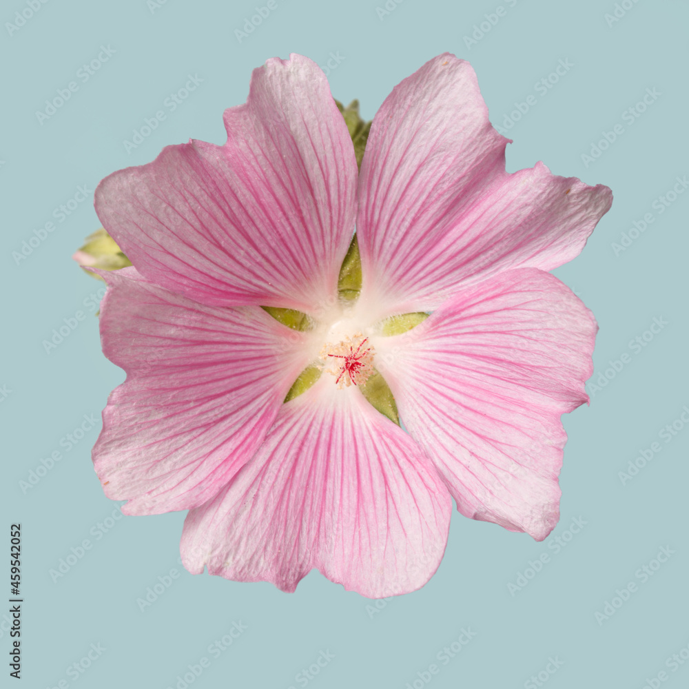 Inflorescence of pink mallow flowers isolated on blue background.