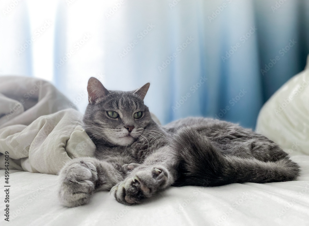 A beautiful gray cat is lying on the owner bed, comfortably settled, with its paws outstretched. Copy space