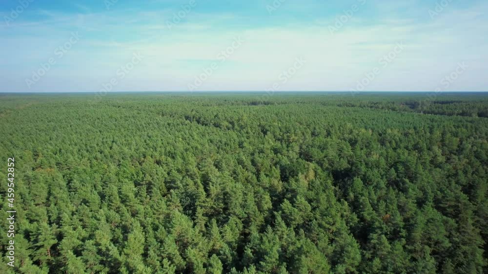 Bird's eye view of the green forest in a daylight. Aerial top view at the landscape from the drone. Flight over the large pine forest. Horizont view and blue sky. Flying low over the treetops Bird's eye view of the green forest in a daylight. Aerial top view at the landscape from the drone. Flight over the large pine forest. Horizont view and blue sky. Flying low over the treetops