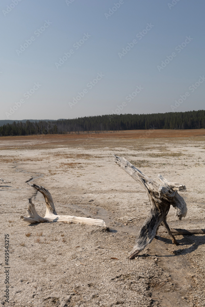 dead tree stump