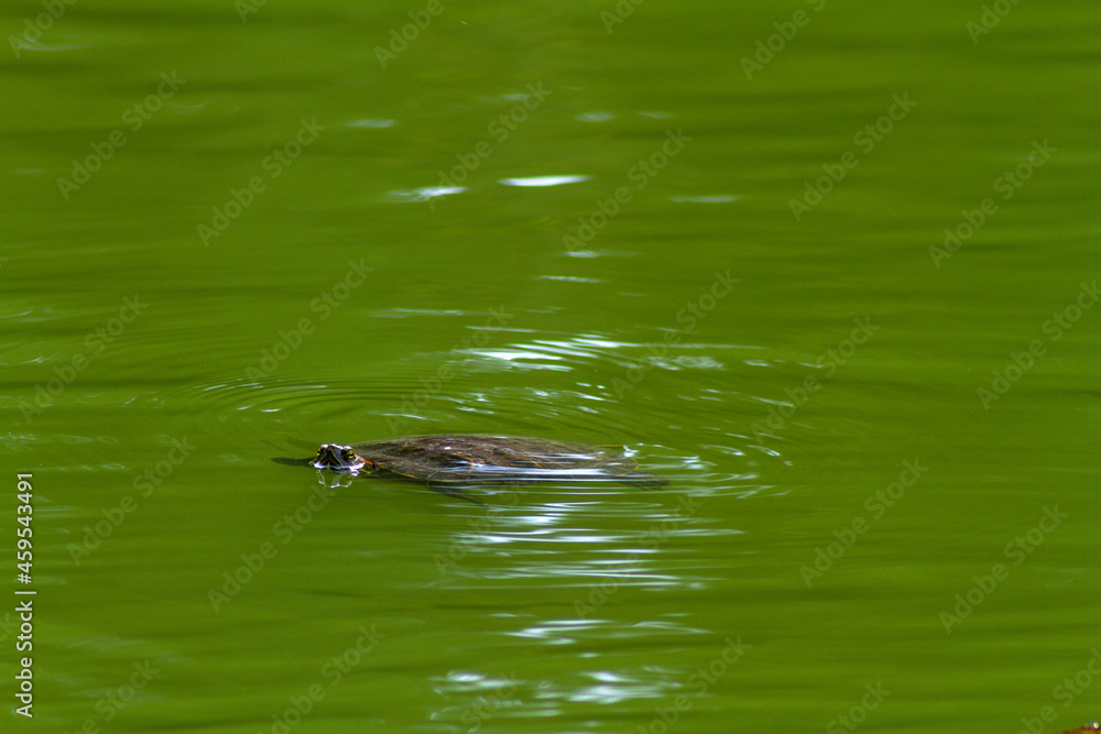 Turtle in the water