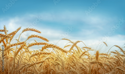 Wheat field on a sunny day