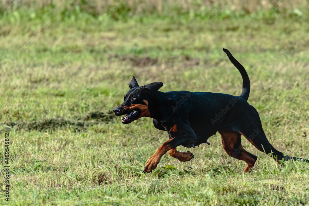Dobermann dog running and chasing coursing lure on field