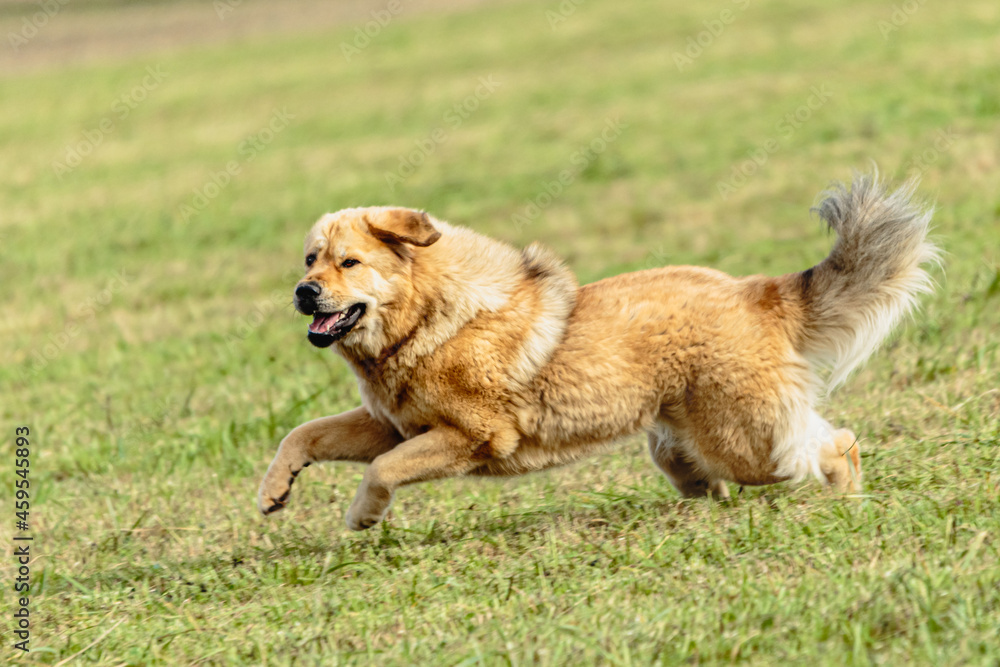 Tibetan mastiff dog running in and chasing lure on field