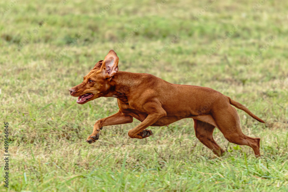 Vizsla dog running and chasing coursing lure on field