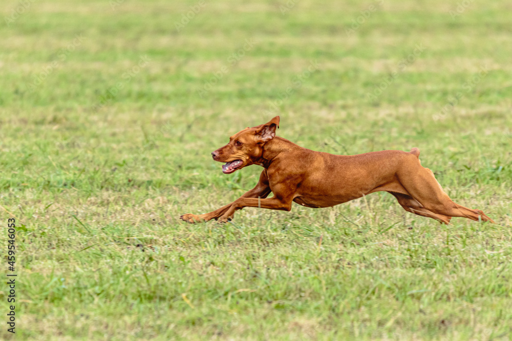 Vizsla dog running and chasing coursing lure on field Vizsla dog running and chasing coursing lure on field
