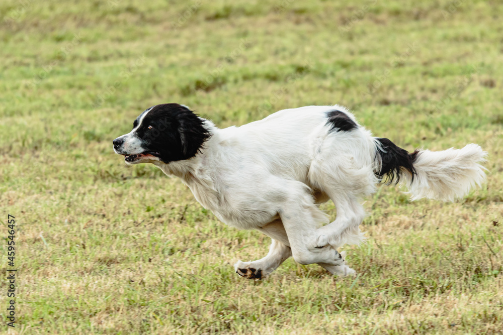 Landseer dog running and chasing lure on field Landseer dog running and chasing lure on field