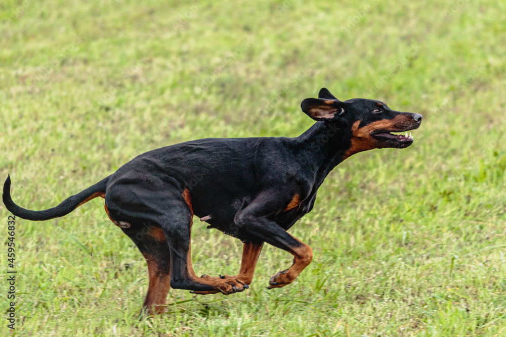 Dobermann dog running and chasing coursing lure on field Dobermann dog running and chasing coursing lure on field