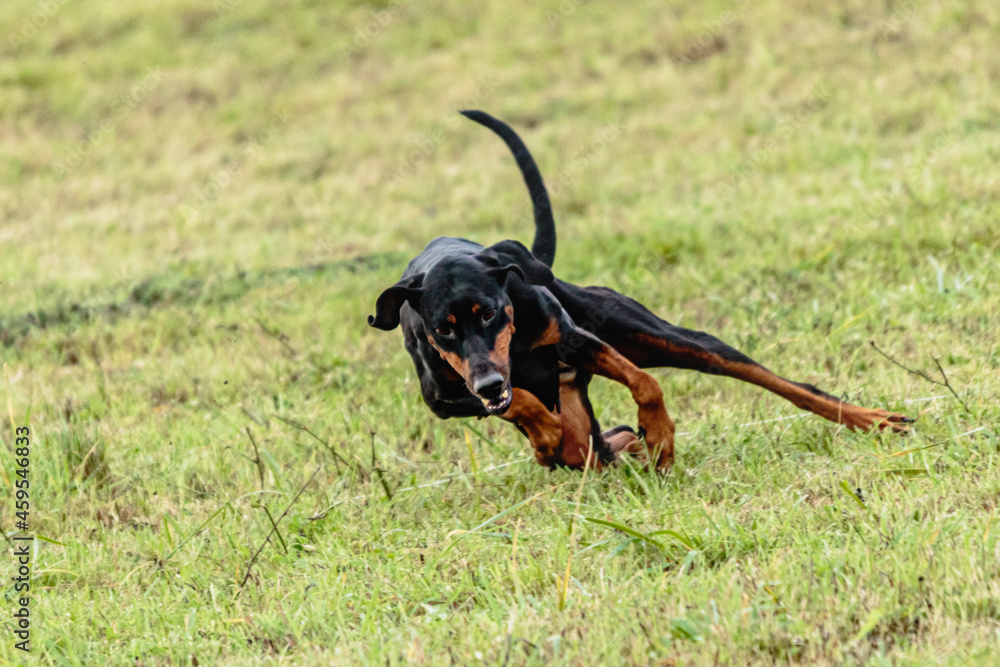 Dobermann dog running and chasing coursing lure on field Dobermann dog running and chasing coursing lure on field