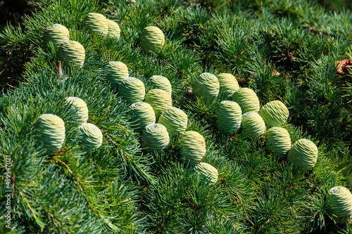 Young cones growing on a branch of a Cedar Tree (Cedrus libani) Cedar of Lebanon or Lebanon Cedar
