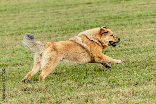 Tibetan mastiff dog running in and chasing lure on field