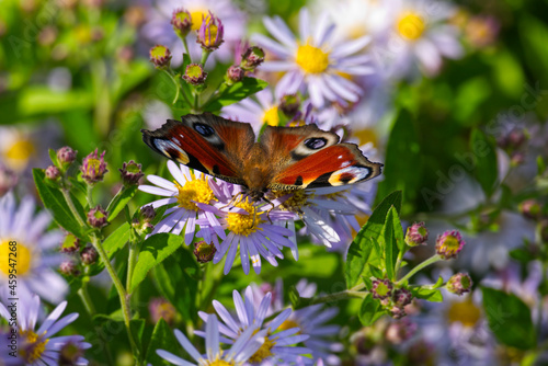 European peacock butterfly (Aglais io) sitting on Spanish Daisy in Zurich, Switzerland © Janine