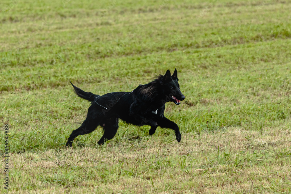 Belgian sheepdog running and chasing coursing lure on field Belgian sheepdog running and chasing coursing lure on field