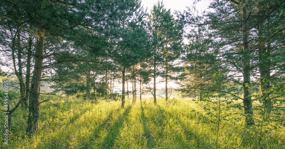 The sun peeks through a young pine forest at sunset with trees creating a mysterious atmosphere of light rays. The sun peeks through a young pine forest at sunset with trees creating a mysterious atmosphere of light rays.