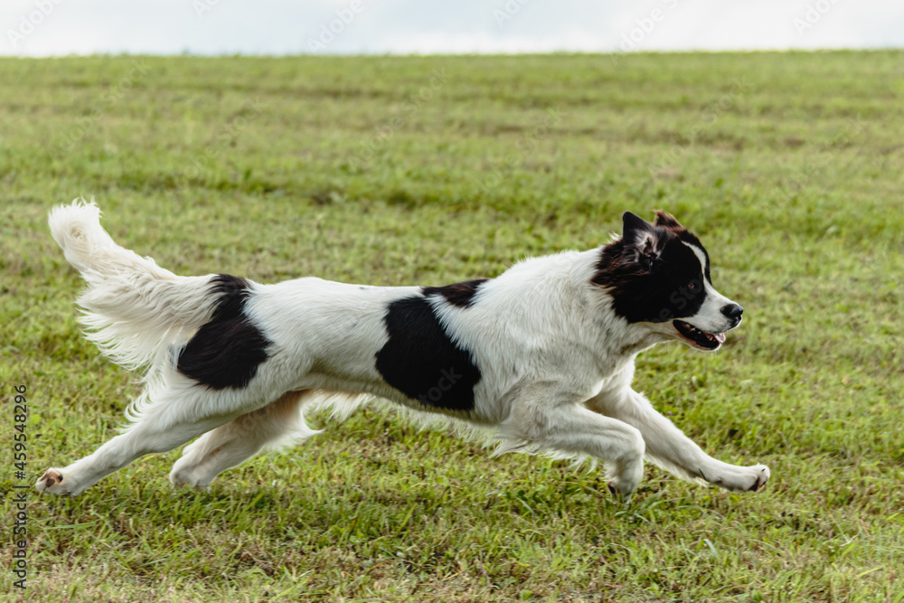 Landseer dog running and chasing lure on field Landseer dog running and chasing lure on field