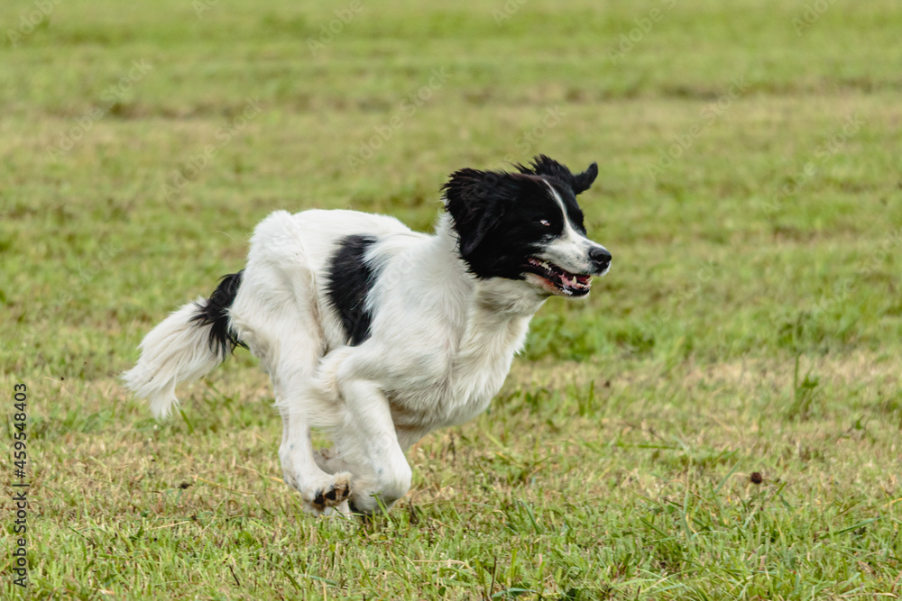 Landseer dog running and chasing lure on field
