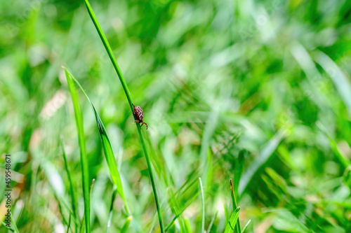 Tick Crawling on Green Grass. Encephalitis Virus or Lyme Borreliosis Disease Infectious Dermacentor Tick Arachnid Mite Parasite Macro.