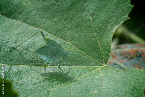 Camouflaged katydid sits on a garape leaf
