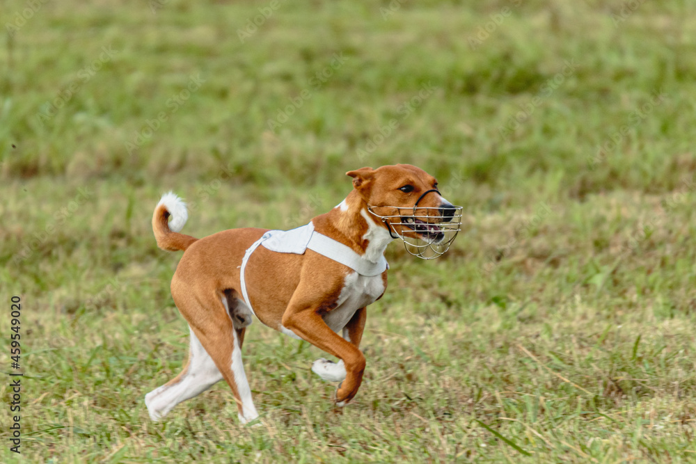 Basenji dog running in white jacket on coursing field Basenji dog running in white jacket on coursing field