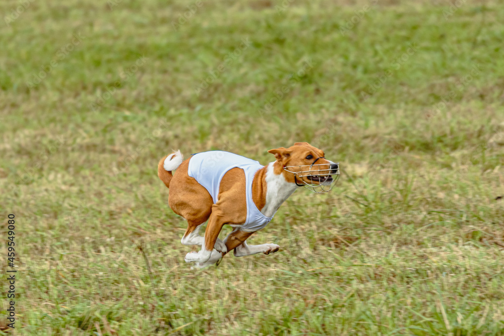 Basenji dog running in white jacket on coursing field Basenji dog running in white jacket on coursing field