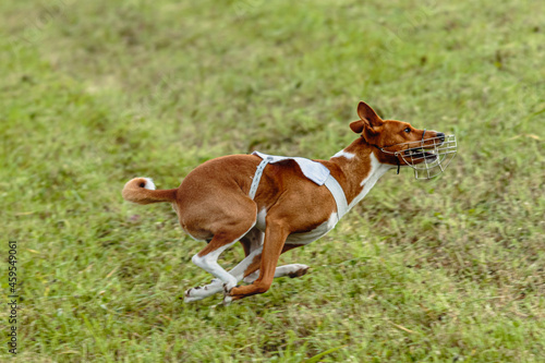 Basenji dog running in white jacket on coursing field