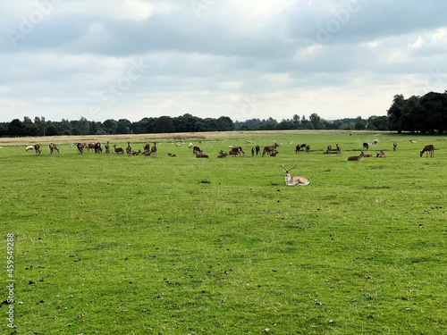 A view of a herd of Fallow Deer