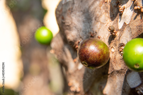 Jabuticaba, beautiful details of a jabuticaba tree loaded with still green fruits, natural light, selective focus.