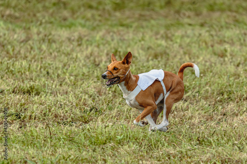 Basenji dog running in white jacket on coursing field