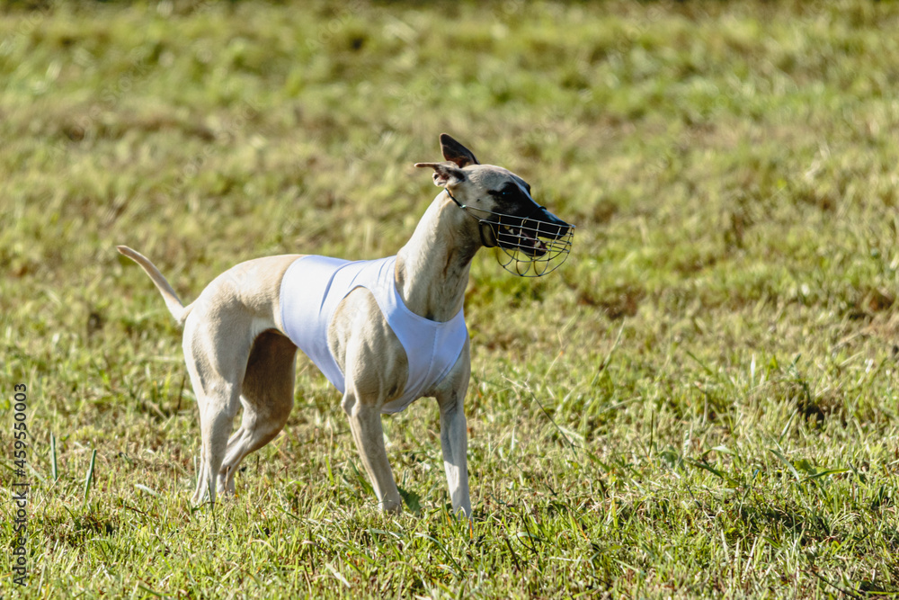 Whippet dog running in white jacket on coursing field