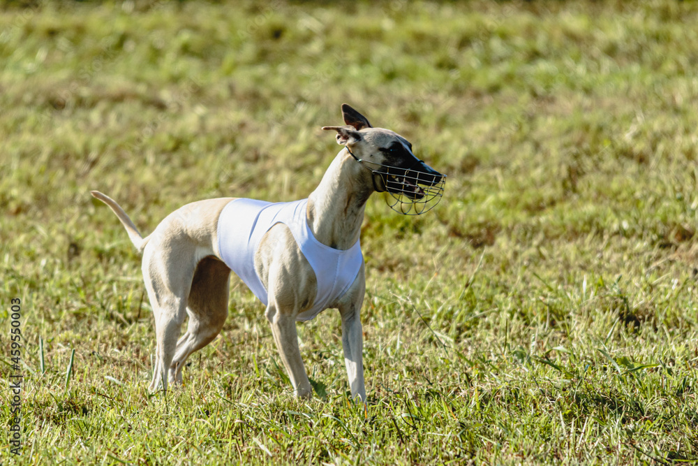Whippet dog running in white jacket on coursing field Whippet dog running in white jacket on coursing field