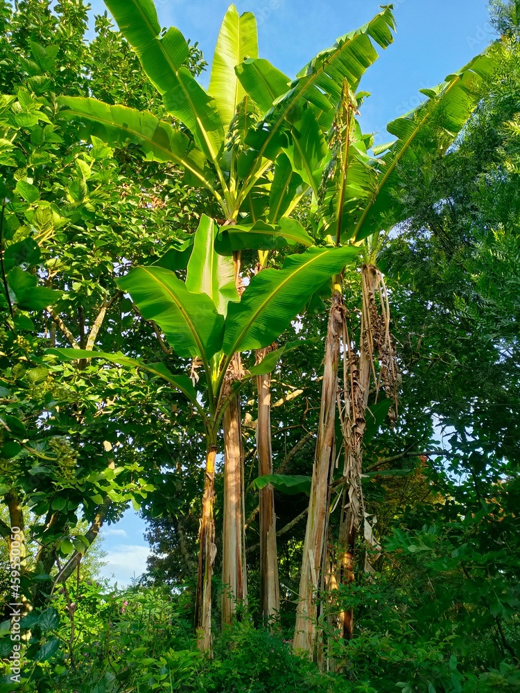 Obraz premium tropical forest