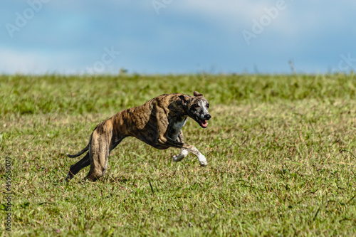 Whippet sprinter dog running and chasing on the field