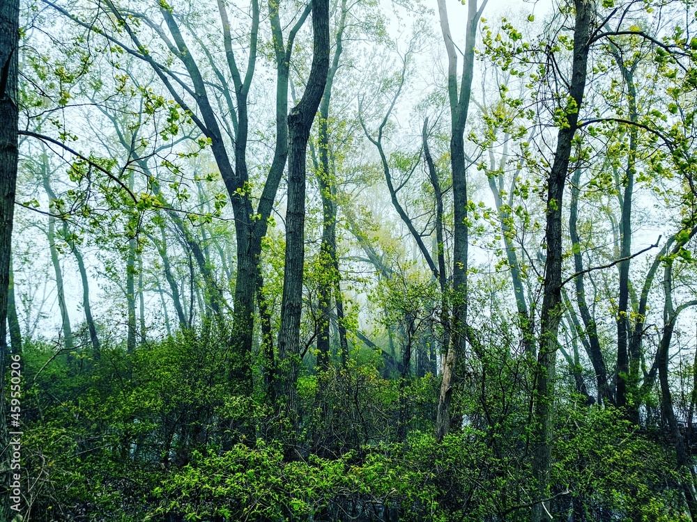 Naklejka premium trees in the forest