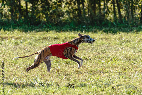 Whippet dog running in a red jacket on coursing field