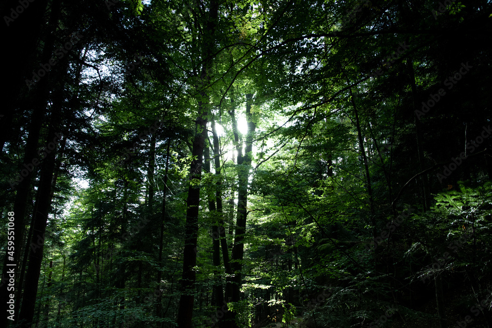 Obraz premium Lights and shadows in dark forest PL