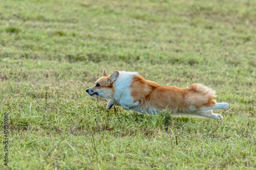 Running Welsh Corgi dog across the meadow on lure coursing