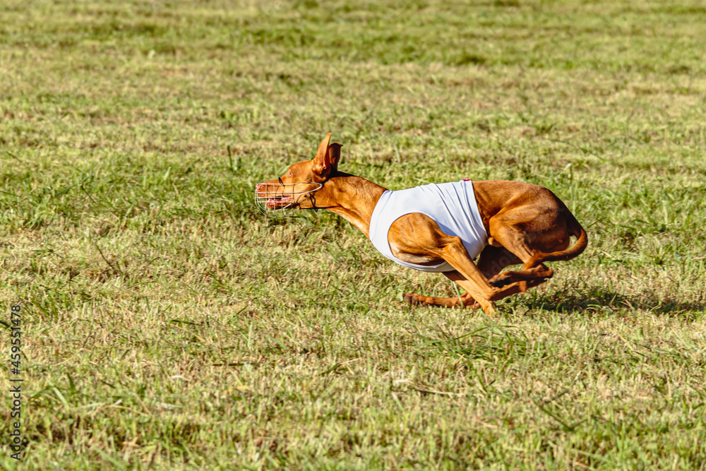 Pharaoh Hound dog running in white jacket on coursing field Pharaoh Hound dog running in white jacket on coursing field