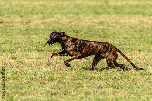 Greyhound dog running and chasing lure on field