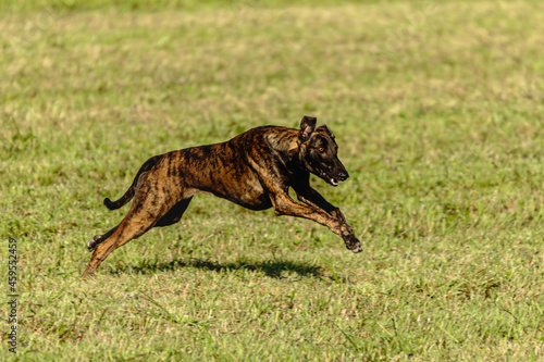 Greyhound dog running and chasing lure on field