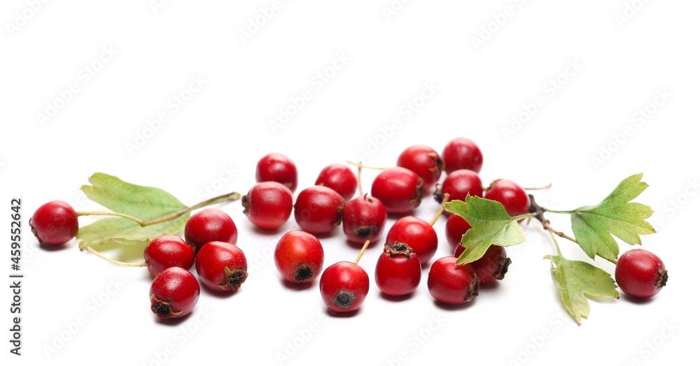 Red fruit, (Crataegus monogyna) common hawthorn, oneseed hawthorn or single-seeded branch isolated on white background Red fruit, (Crataegus monogyna) common hawthorn, oneseed hawthorn or single-seeded branch isolated on white background