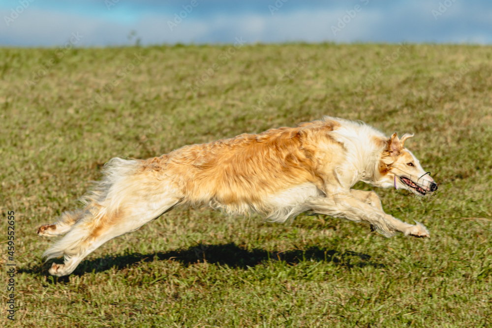Borzoi dog running and chasing lure on field Borzoi dog running and chasing lure on field