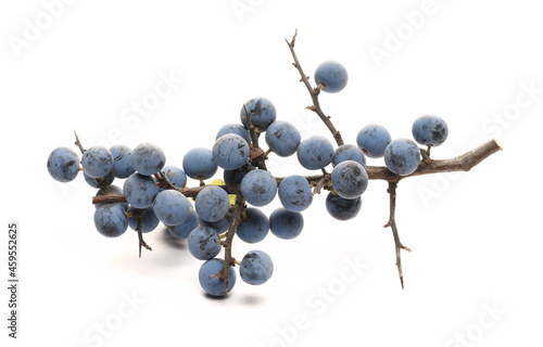 Fresh blackthorn berries with twig, prunus spinosa isolated on white background
