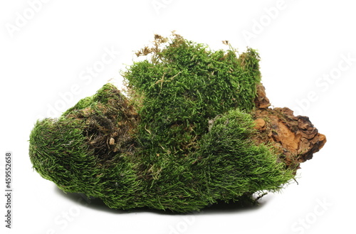 Green moss on rotten stump isolated on white background