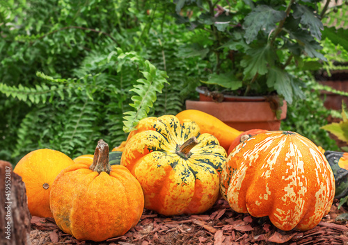 Many different pumpkins against the background of indoor plants in pots. Front view. Thanksgiving  autumn harvest. 
